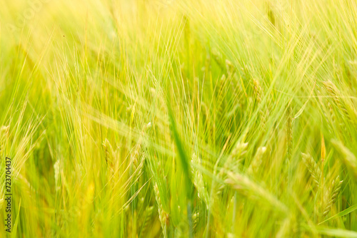 green wheat field on the farm field