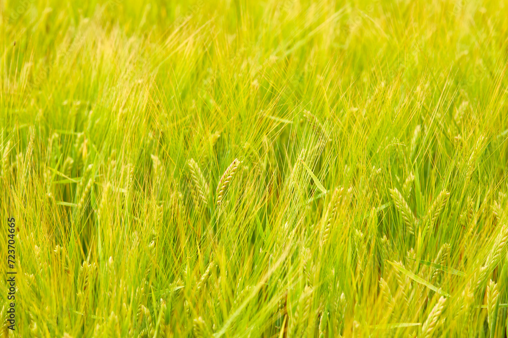 green wheat field on the farm field green wheat field on the farm field