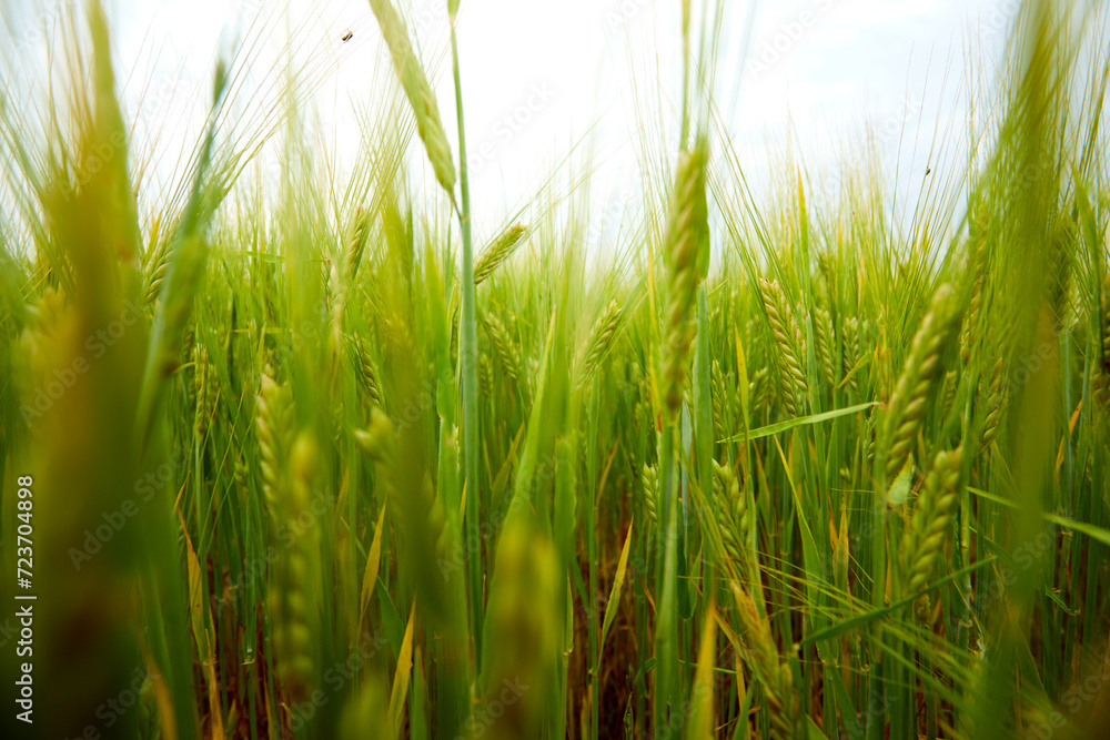 Obraz premium green wheat field on the farm field
