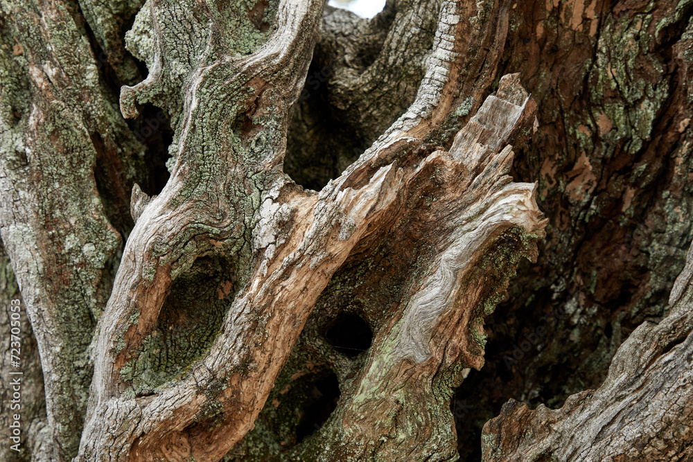 old olive tree texture, nature background old olive tree texture, nature background