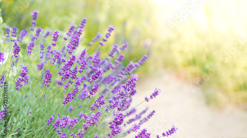 Summer floral background in nature. Garden purple lavender flowers, banner. Flowers in summer. photo