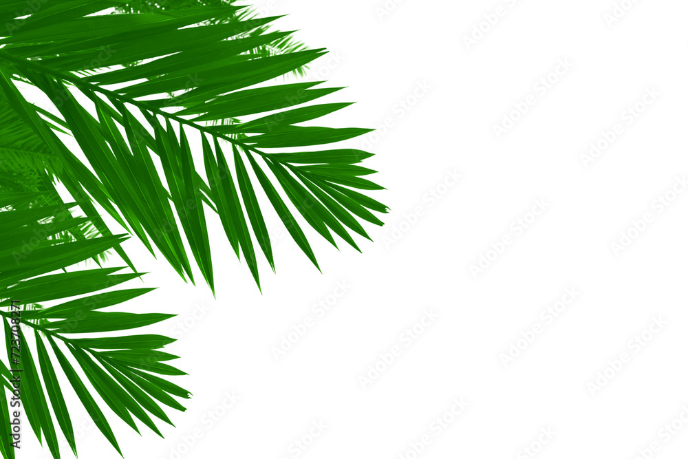 Natural coconut palm tree leaf isolated on white background