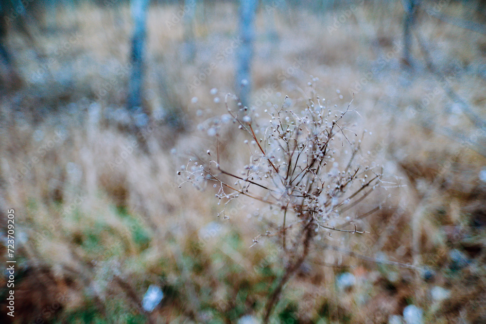 Frosty grass in the winter field Frosty grass in the winter field