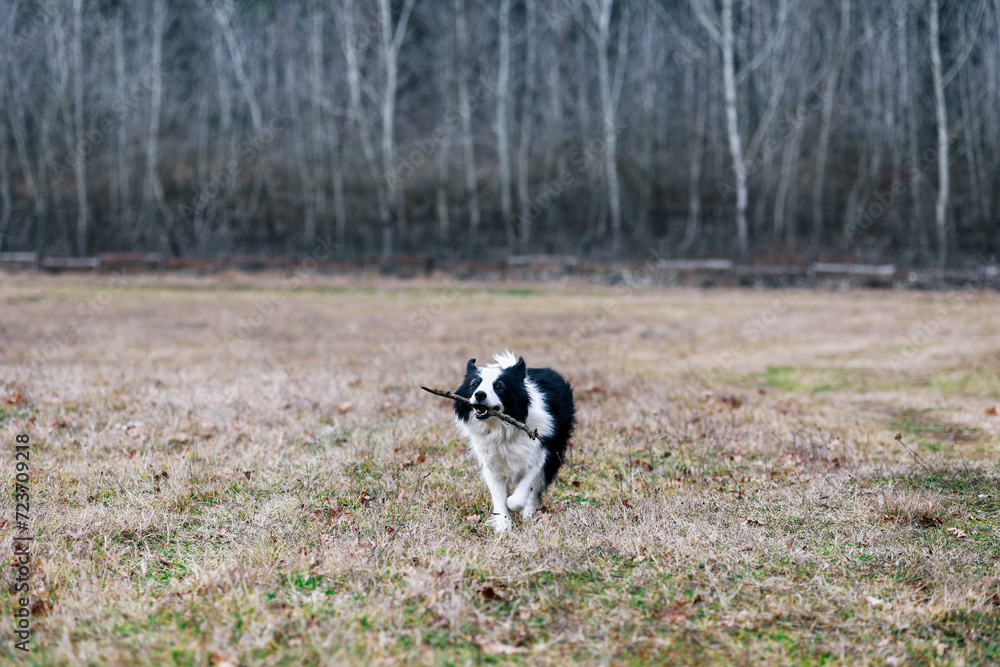 Beautiful Portrait of a Black and White Border Collie with Stick in Mouth