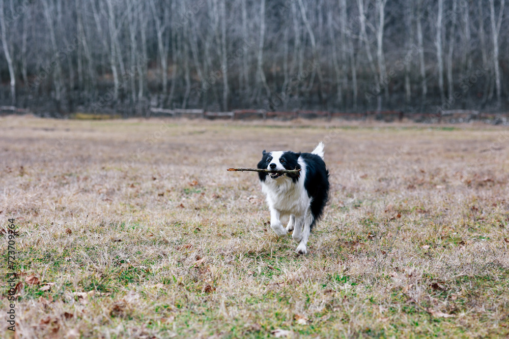 Black and White Border Collie Running with Stick in Field Black and White Border Collie Running with Stick in Field