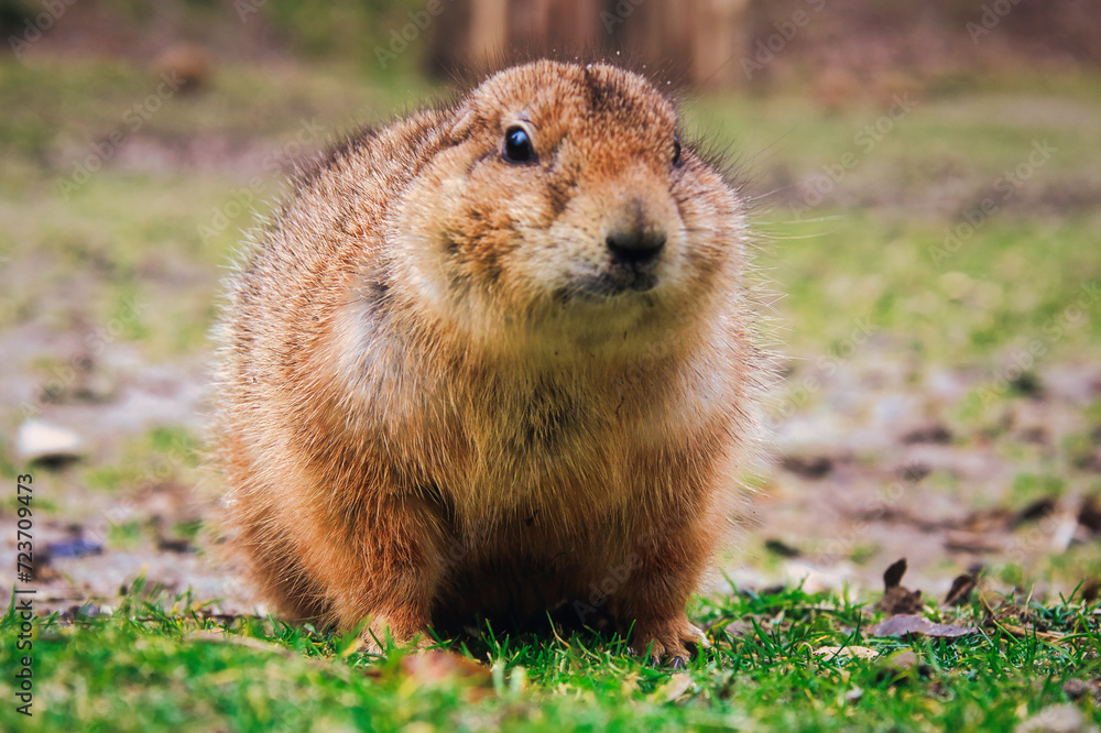 Präriehund - Erdhörnchen - Nagetier - Pelz - Pelzig - Tier - Animal - Cute Prairie Dog - Family - Groundhog - Genus Cynomys - Close Up - Meadow - High quality photo Präriehund - Erdhörnchen - Nagetier - Pelz - Pelzig - Tier - Animal - Cute Prairie Dog - Family - Groundhog - Genus Cynomys - Close Up - Meadow - High quality photo