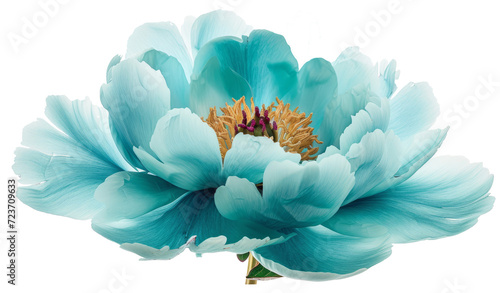 Turquoise peony flower #723709633