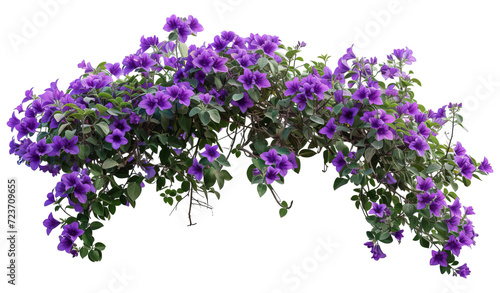 purple flower vine bush tree with clipping path