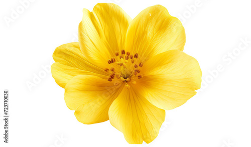 Yellow isolated flower
