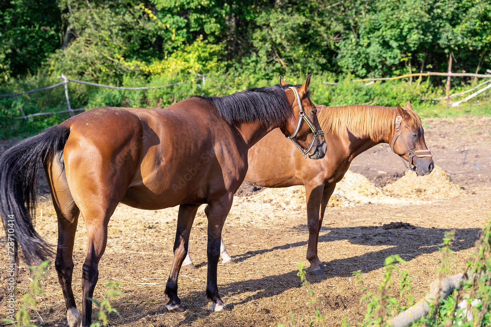 Fototapeta premium Two bay horses are walking in the paddock on a sunny day.