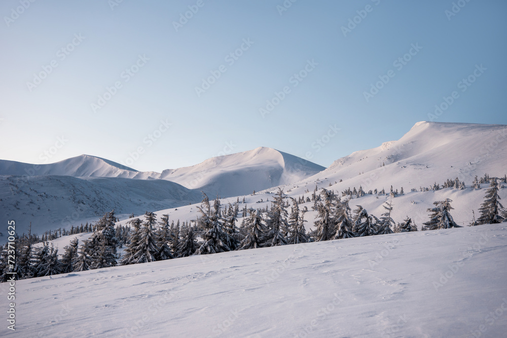 amazing mountain winter landscape with fir trees at dawn. natural Christmas background