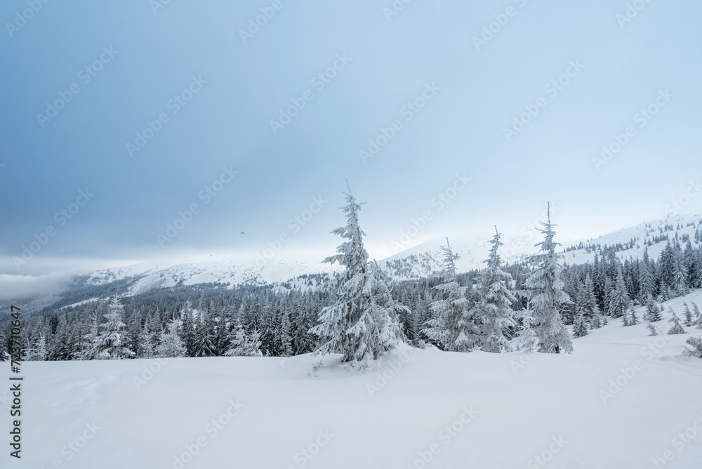 pine trees covered with snow. landscape in winter mountains. Christmas background