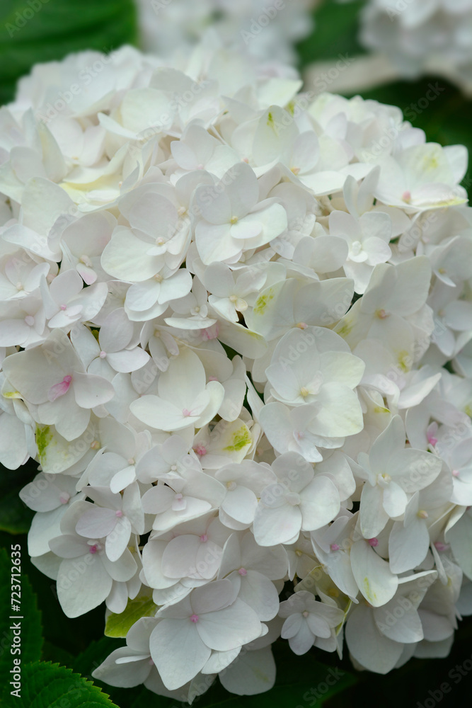French hydrangea The Bride flowers French hydrangea The Bride flowers