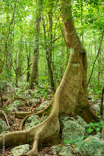 slim powerful buttress roots of a tree in the dense, shady tropical jungle of the Yucatan