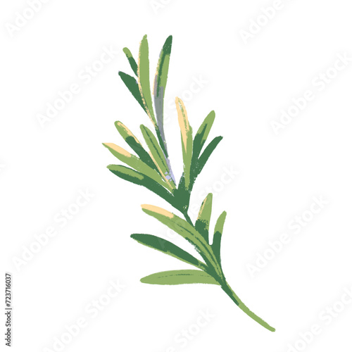 Watercolor acrylic gouache hand drawn kitchen herb rosemary. Botanical food ingredient painted isolated vector illustration