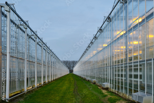 Illuminated industrial greenhouse with yellow lights growing tomato plants under a cloudy sky in winter. Concept of industrial food production 