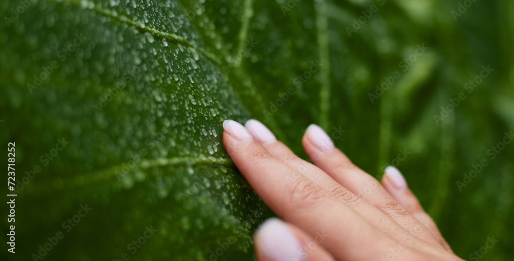 Organic skin care concept. The female arm is touching wet tropical leaves after the rain. Nature and human connection. The female arm is touching wet tropical leaves after the rain Organic skin care concept. The female arm is touching wet tropical leaves after the rain. Nature and human connection. The female arm is touching wet tropical leaves after the rain