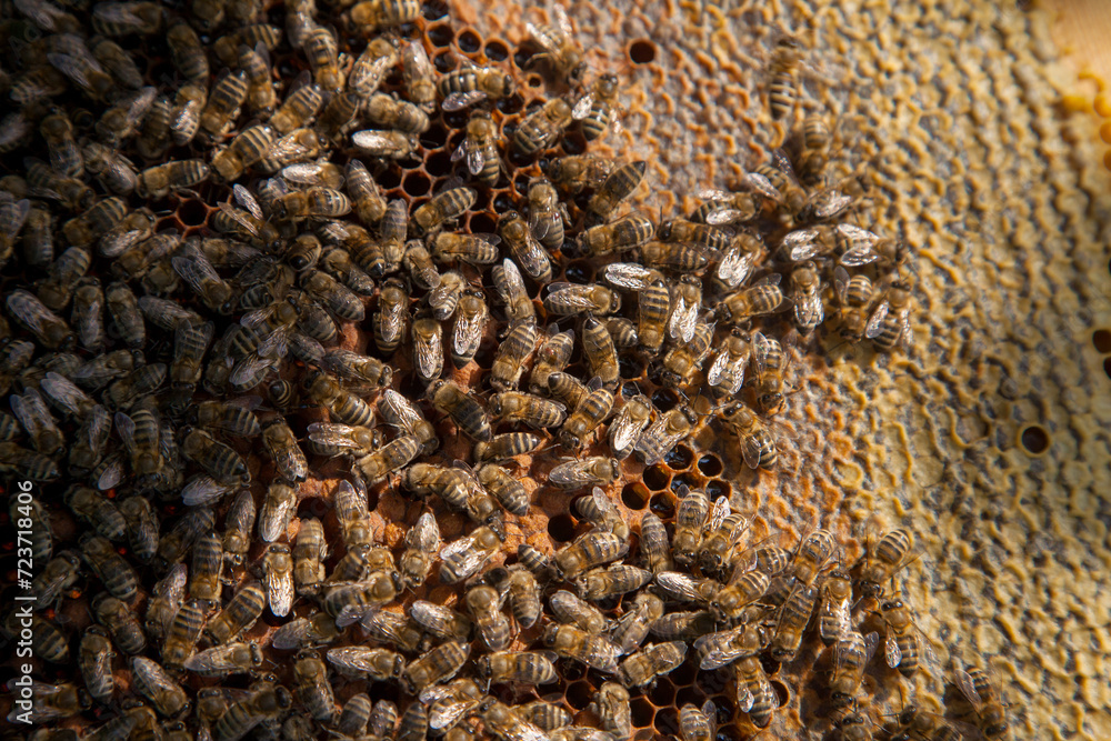 Working bees in a hive on honeycomb. Bees inside hive with sealed and open cells for their young.. Working bees in a hive on honeycomb. Bees inside hive with sealed and open cells for their young..