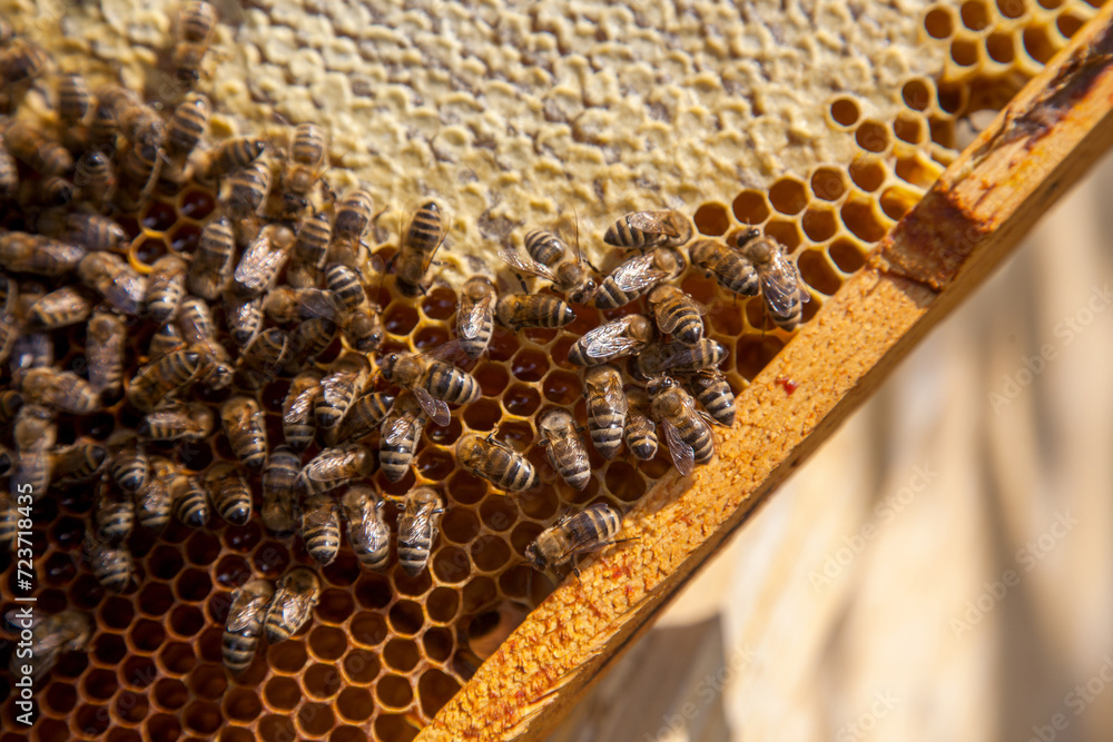 Working bees on the brown honeycomb with sweet honey.. Working bees on the brown honeycomb with sweet honey..