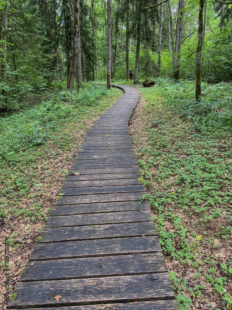 Obraz premium hölzerner Steg im Wald