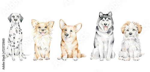 Hand drawn watercolor dogs isolated on white background.Dogs collection:Dalmatian, Toy Terrier, Maltipoo, Husky, Corgi