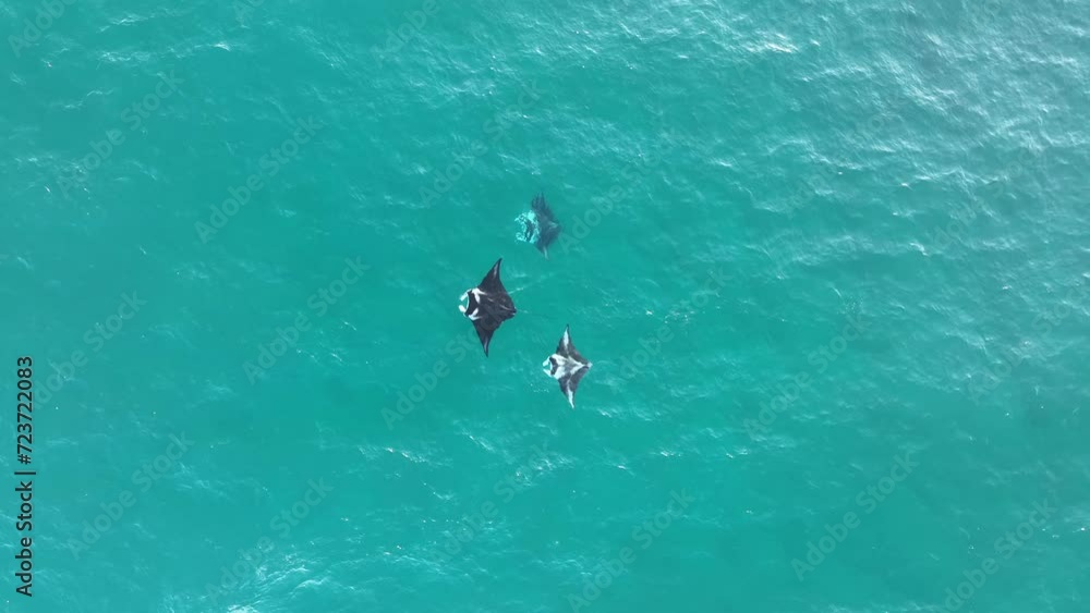 Close up top down drone shot of many Stingrays swimming in clear ocean water. In blue waters of North Stradbroke Island. Queensland Tourism Australia Close up top down drone shot of many Stingrays swimming in clear ocean water. In blue waters of North Stradbroke Island. Queensland Tourism Australia