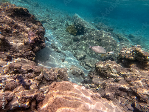 Shoal of Sargos or White Seabream swimming at the coral reef in the Red Sea, Egypt..