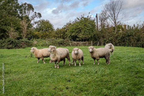 Schafe auf der Weide © Andreas Gruhl