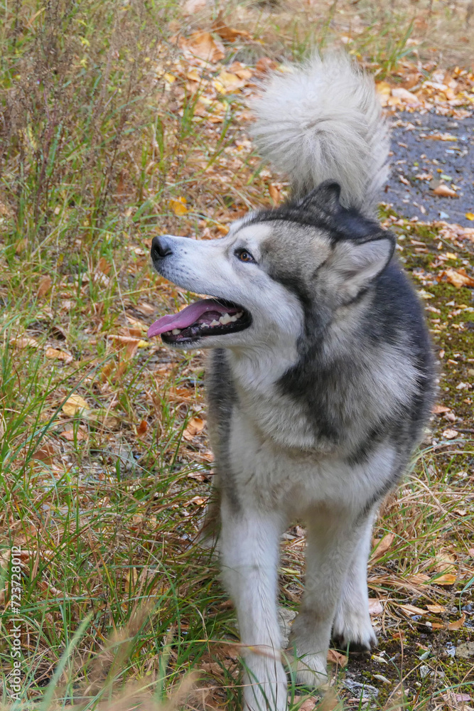 A Malamute dog runs through the autumn leaves in the park. A Malamute dog runs through the autumn leaves in the park.