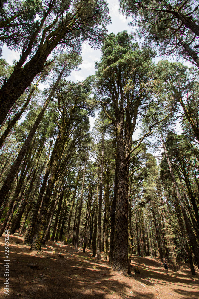 Scene of El Pinar forest in La Palma, Canary islands Scene of El Pinar forest in La Palma, Canary islands