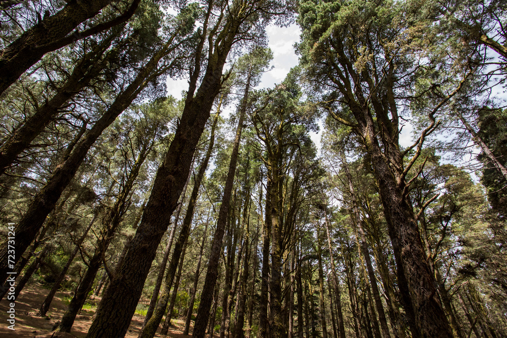 Scene of El Pinar forest in La Palma, Canary islands Scene of El Pinar forest in La Palma, Canary islands