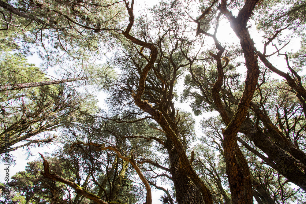Scene of El Pinar forest in La Palma, Canary islands Scene of El Pinar forest in La Palma, Canary islands