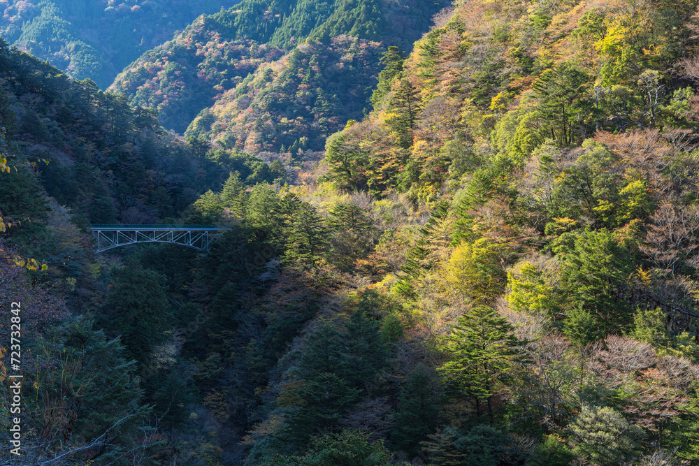 日本　静岡県川根本町の寸又峡の紅葉した木々