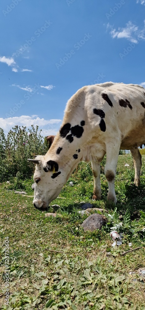 herd of cows in Armenia