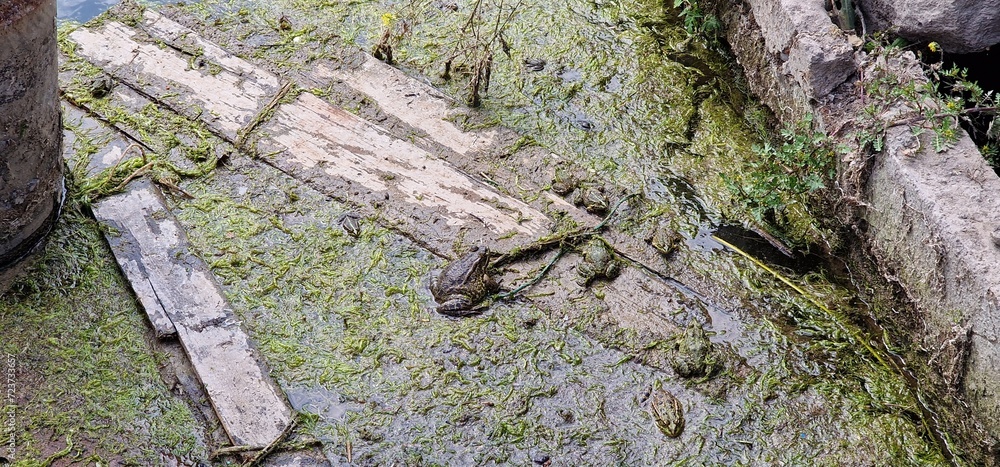 Obraz premium marsh frog (Pelophylax ridibundus) is a species of water frog native to Europe and parts of western Asia. Marsh frog.