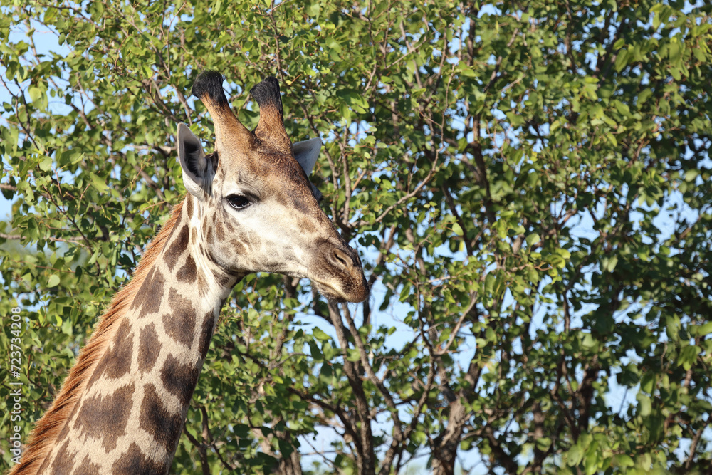 Obraz premium Giraffe / Giraffe / Giraffa camelopardalis