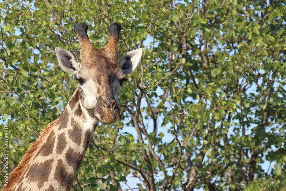 Giraffe / Giraffe / Giraffa camelopardalis Giraffe / Giraffe / Giraffa camelopardalis