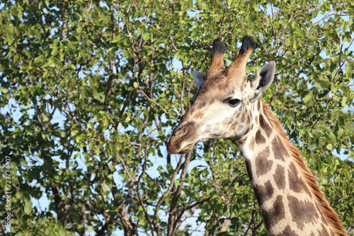 Canvas Print Giraffe / Giraffe / Giraffa camelopardalis