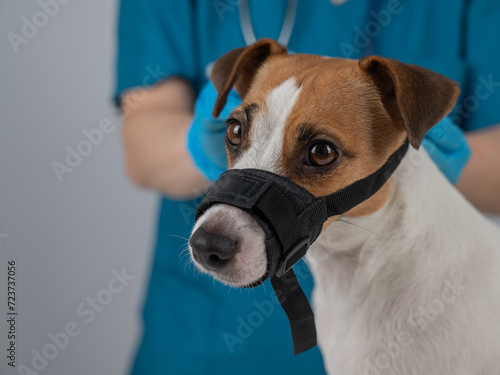 A veterinarian examines a Jack Russell Terrier dog wearing a cloth muzzle. © Михаил Решетников