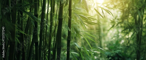 Bamboo Forest Swaying Gently in the Warm Glow of Sunlight - A Peaceful Backdrop for Mindfulness and Tranquility