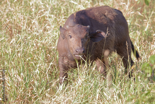 Kaffernbüffel / African buffalo / Syncerus caffer. © Ludwig