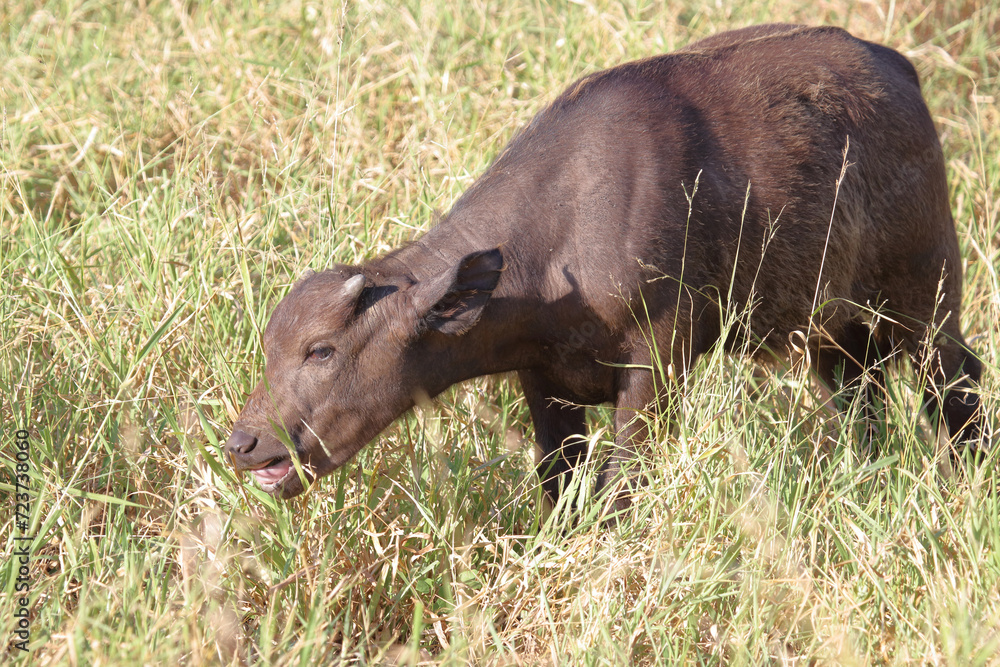 Kaffernbüffel / African buffalo / Syncerus caffer. Kaffernbüffel / African buffalo / Syncerus caffer.