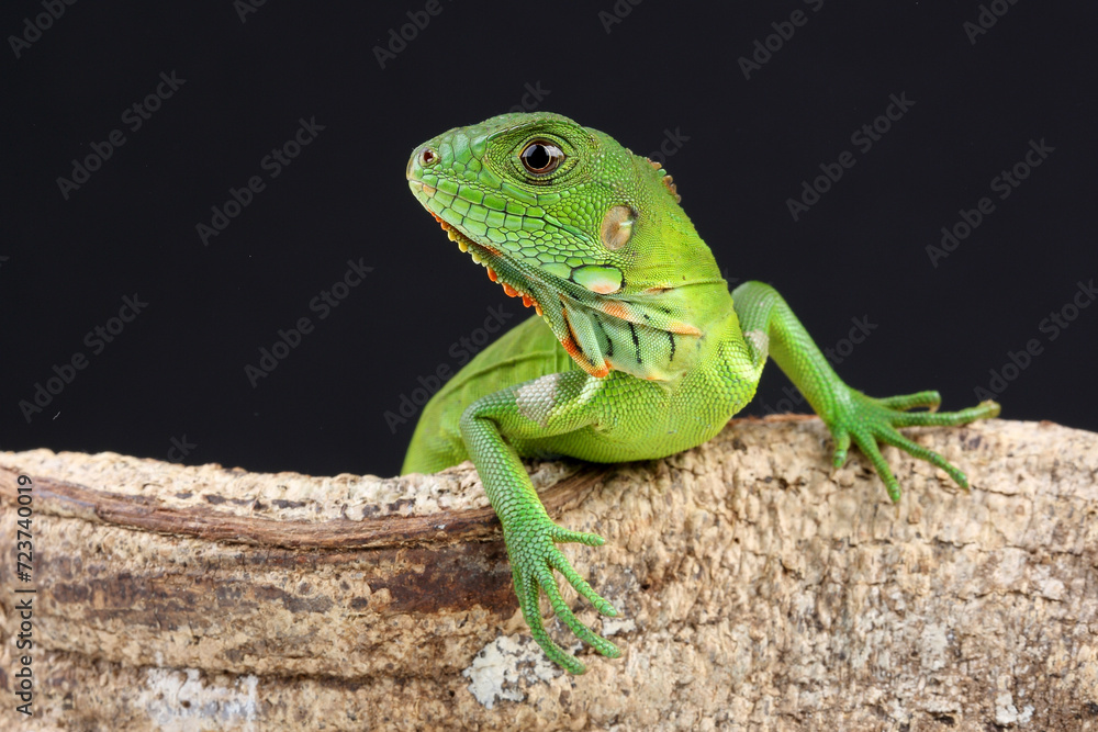 A Green Iguana on the branch of a tree
A Green Iguana on the branch of a tree