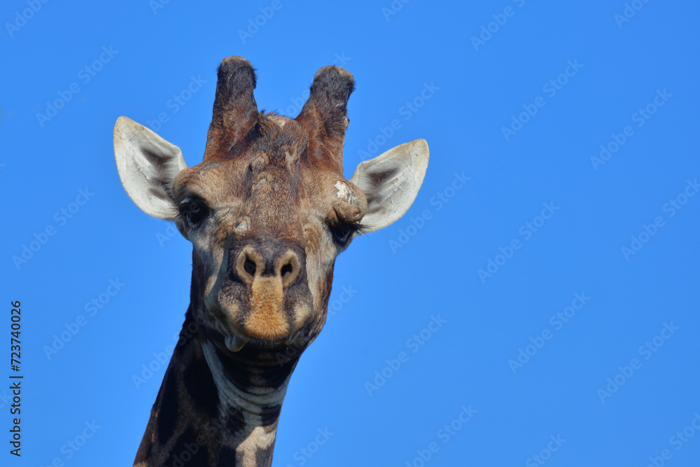 Fototapeta premium Giraffe / Giraffe / Giraffa camelopardalis