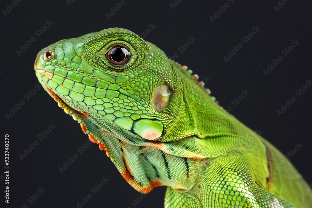 Fototapeta premium Portrait of a Green Iguana against a black background 