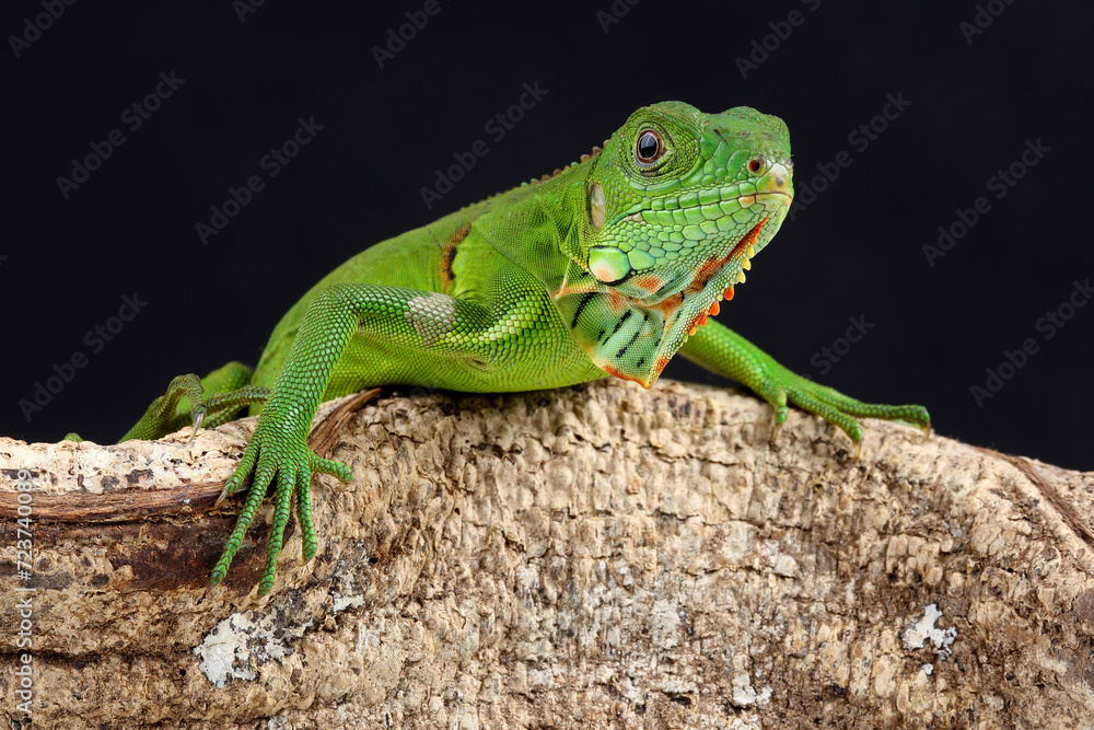 A Green Iguana on the branch of a tree
