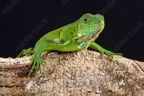 A Green Iguana on the branch of a tree 