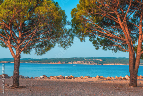 Fototapeta Naklejka Na Ścianę i Meble -  European red pine (Pinus sylvestris) at Croatian Adriatic sea coast in town of Crikvenica
