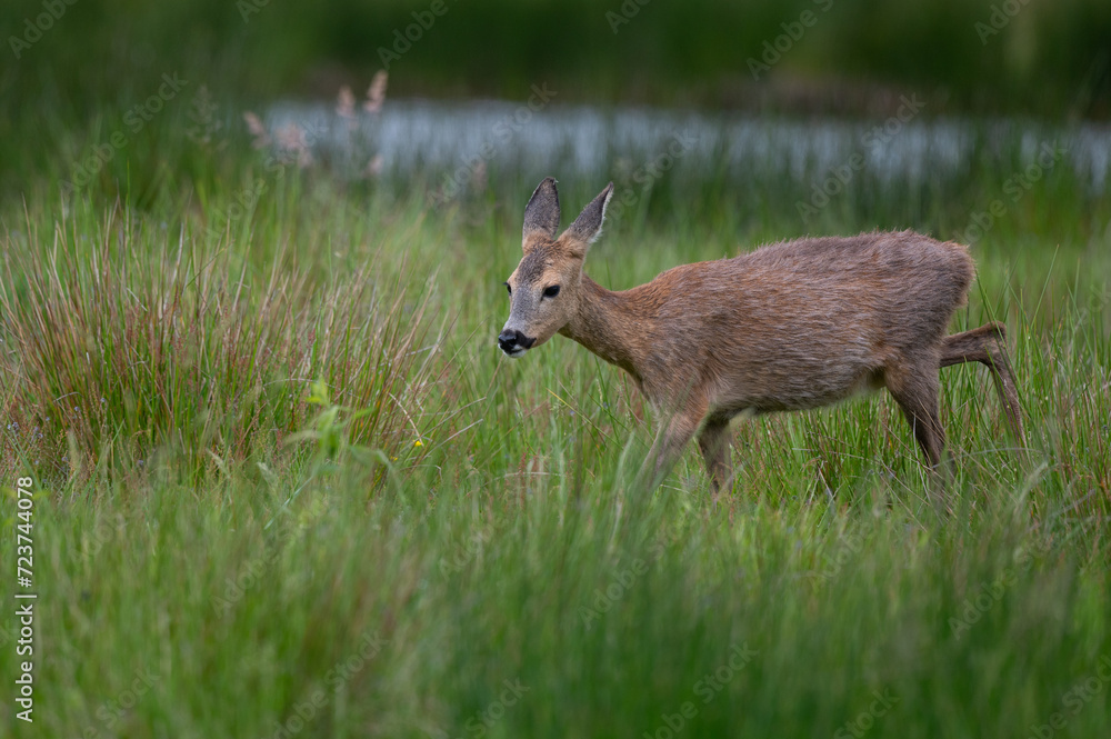 Obraz premium Capreolus capreolus - Roe deer - Chevreuil d'Europe