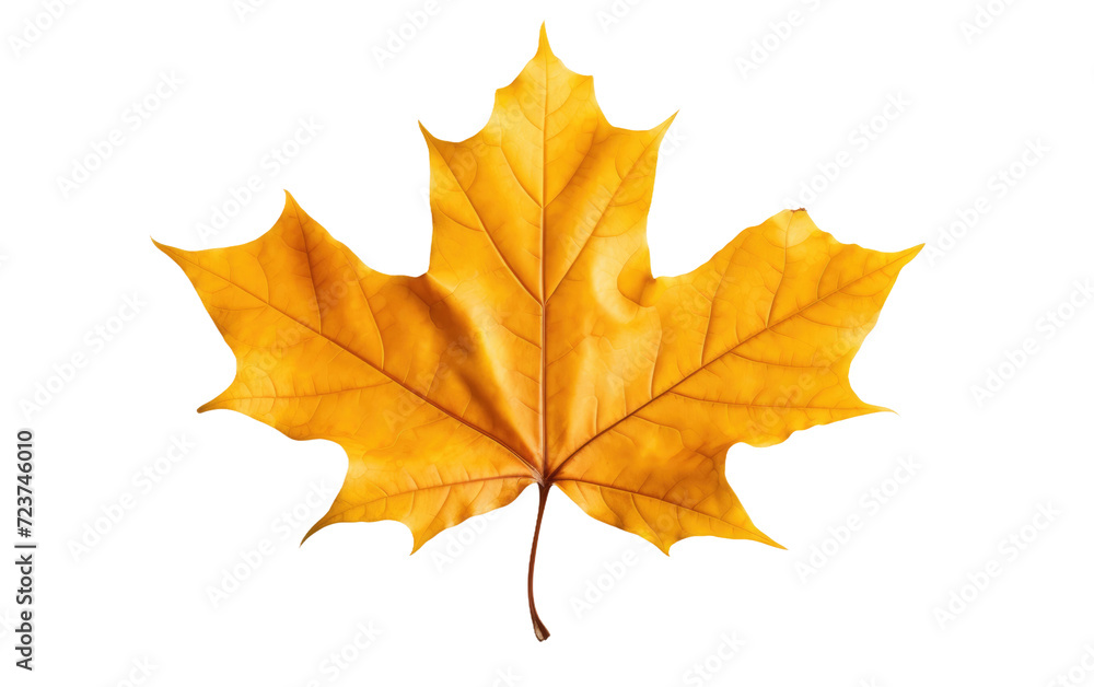 autumn maple leaf yellow brown on white or PNG transparent background. autumn maple leaf yellow brown on white or PNG transparent background.